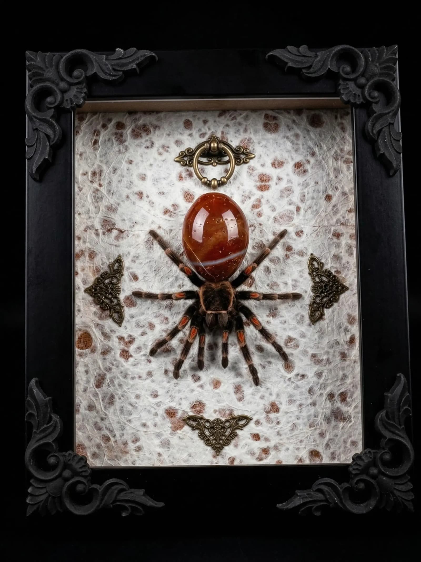 Red Stone Abdomen Tarantula Spider Shadow Box